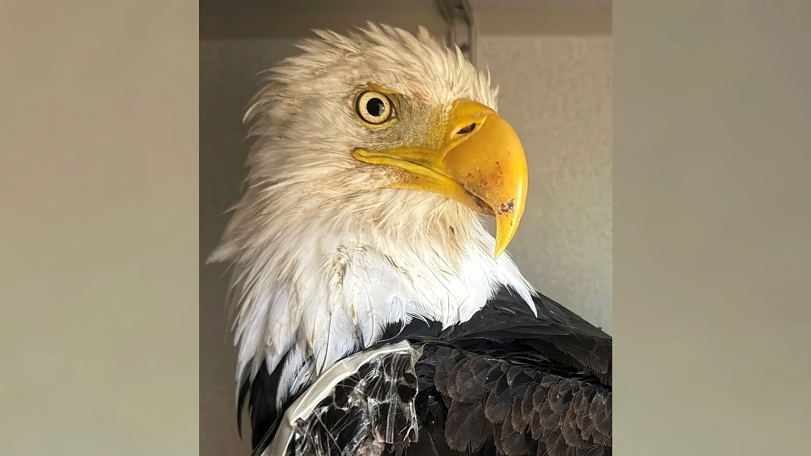 New Necropsy Reveals Details on Death of Big Bear Bald Eagles Jackie