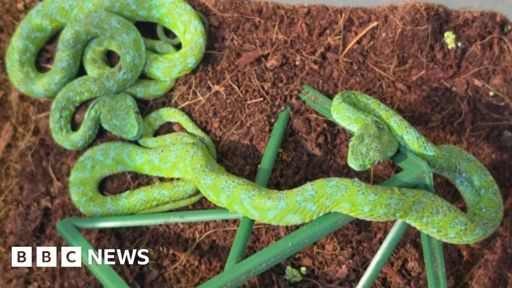 German Customs Intercepts Traveler After Cologne Airport Venomous Snakes Seized