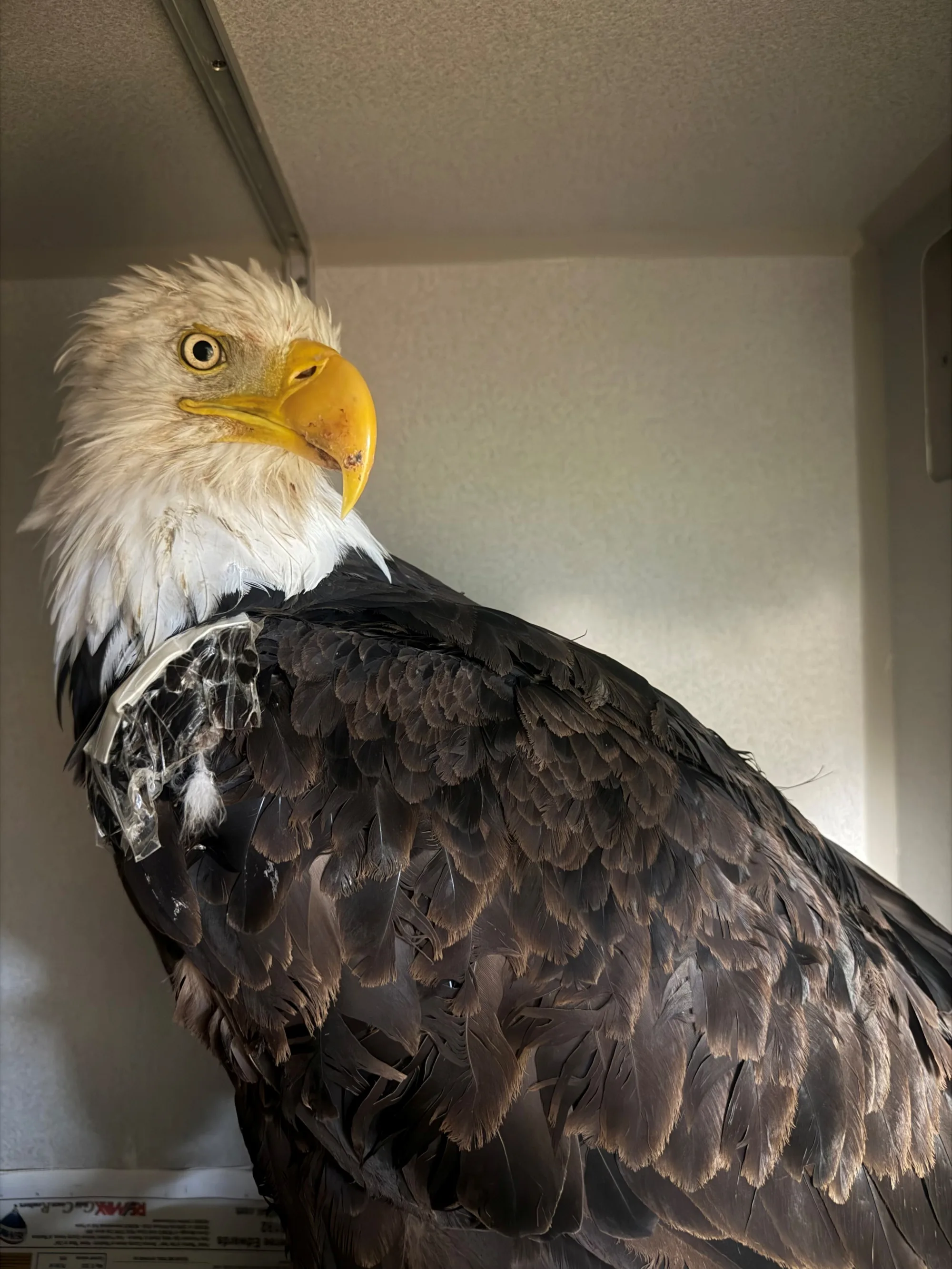 Final Necropsy Details Reveal Jackie Eagle Avian Influenza Findings