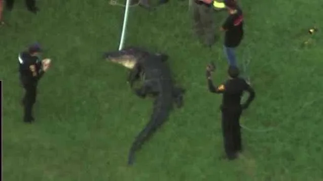Fatal Alligator Attack Reported Near Florida Body of Lake Apopka