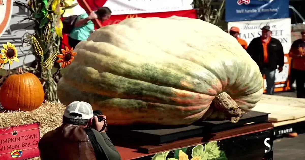 Travis Gienger Wins Pumpkin Weigh-Off With Giant Entry Rocky