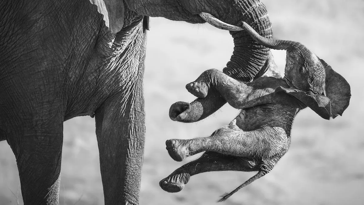 Wildlife Photographer Wins Top Prize With Striking Elephant Image